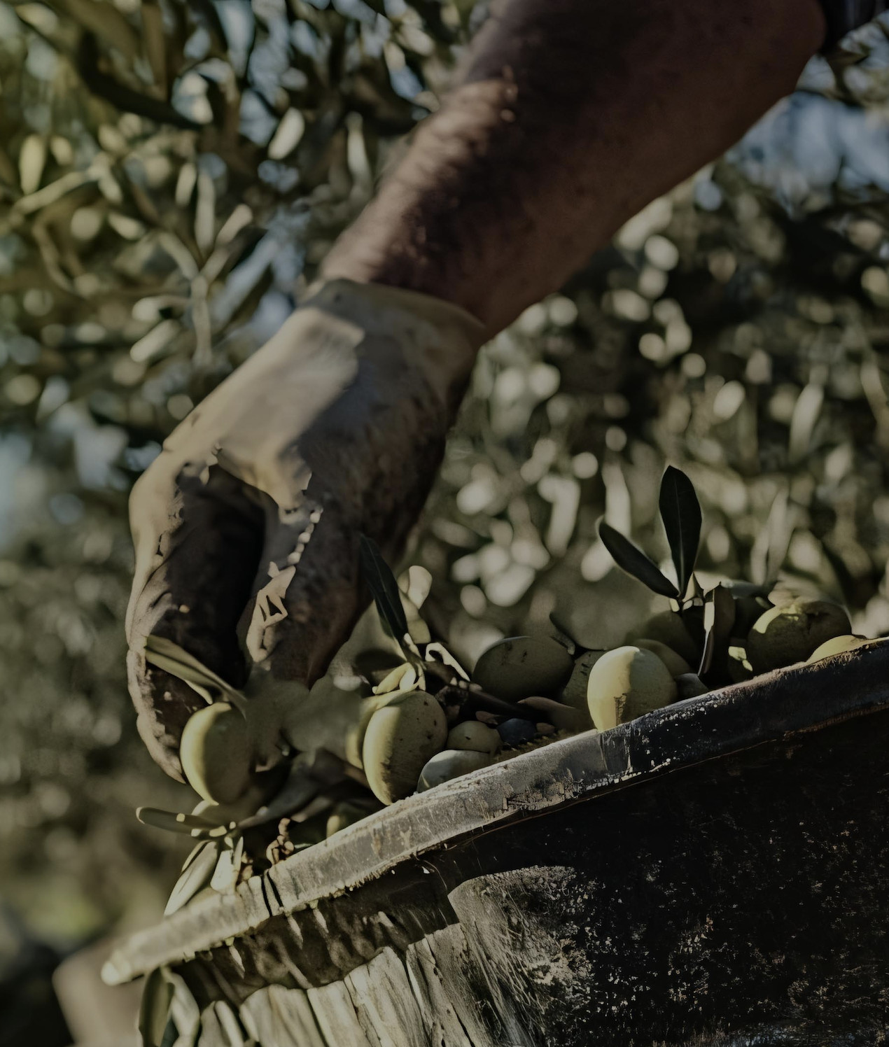 Sustainable Cultivation